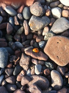 Lady Bug on Beach